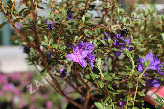 Pěnišník obtížený 'Saint Merryn' - Rhododendron impeditum 'Saint Merryn'