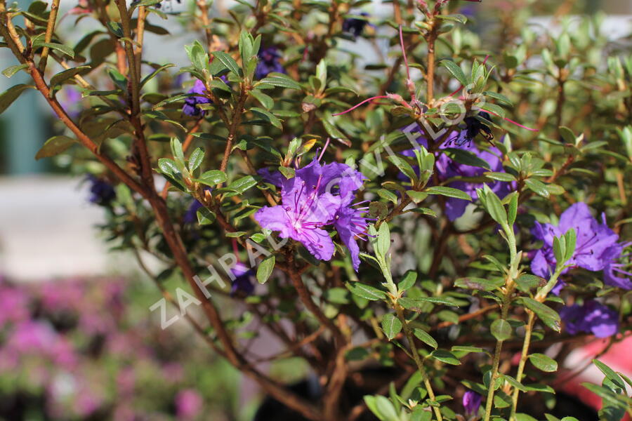 Pěnišník obtížený 'Saint Merryn' - Rhododendron impeditum 'Saint Merryn'