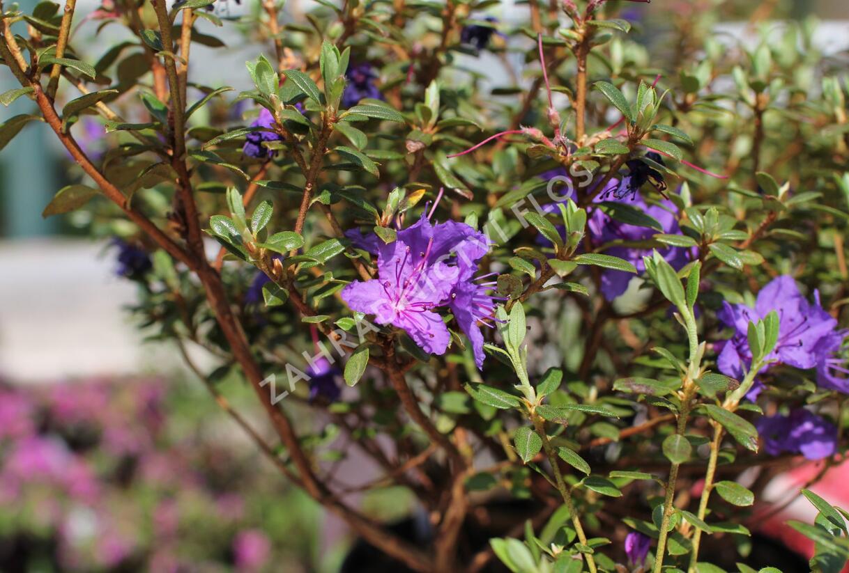 Pěnišník obtížený 'Saint Merryn' - Rhododendron impeditum 'Saint Merryn'