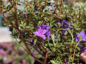 Pěnišník obtížený 'Saint Merryn' - Rhododendron impeditum 'Saint Merryn'