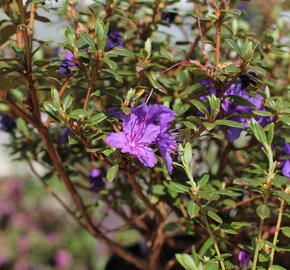 Pěnišník obtížený 'Saint Merryn' - Rhododendron impeditum 'Saint Merryn'