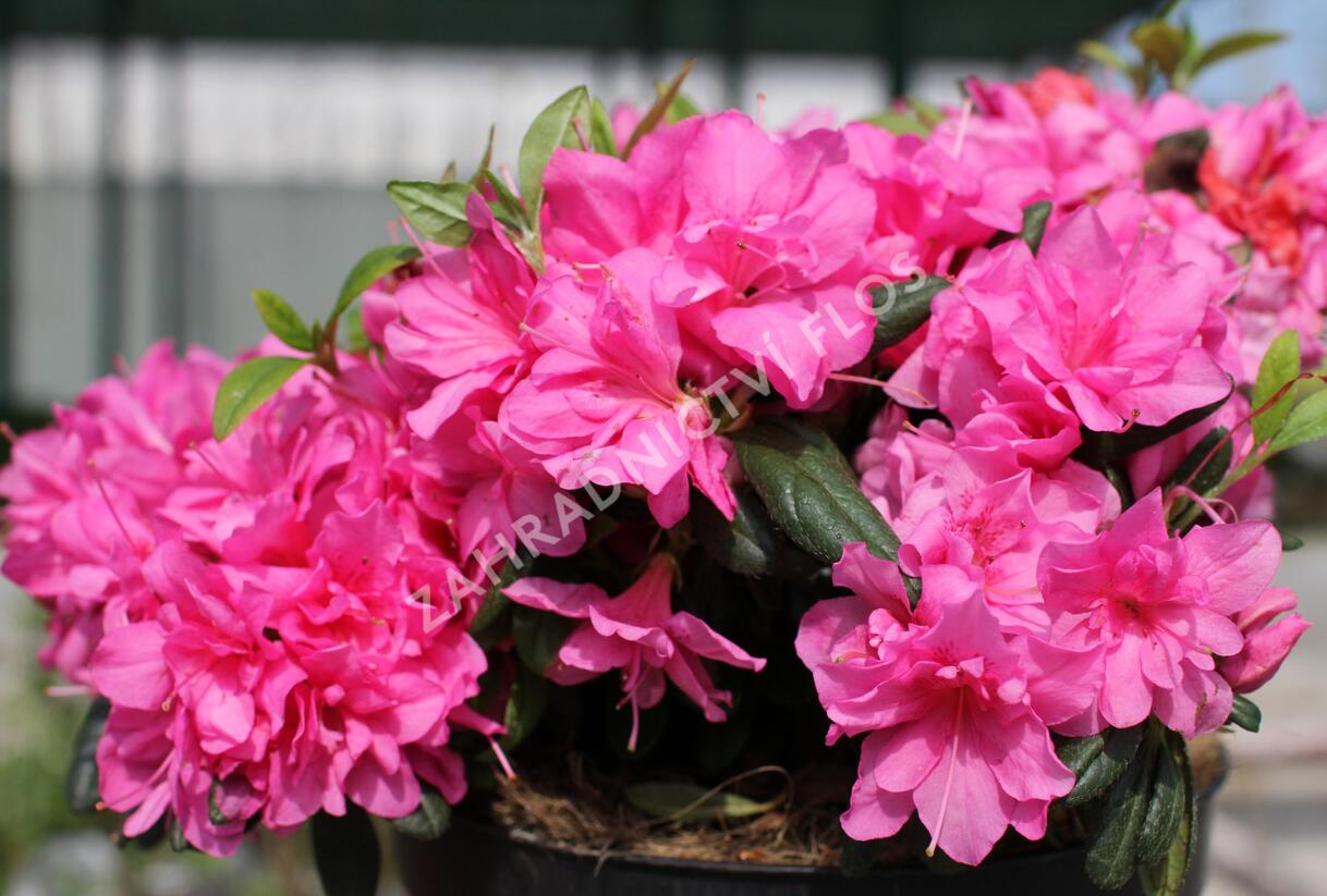 Azalka japonská 'Melina' - Azalea japonica 'Melina'