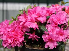 Azalka japonská 'Melina' - Azalea japonica 'Melina'