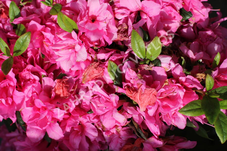 Azalka japonská 'Melina' - Azalea japonica 'Melina'