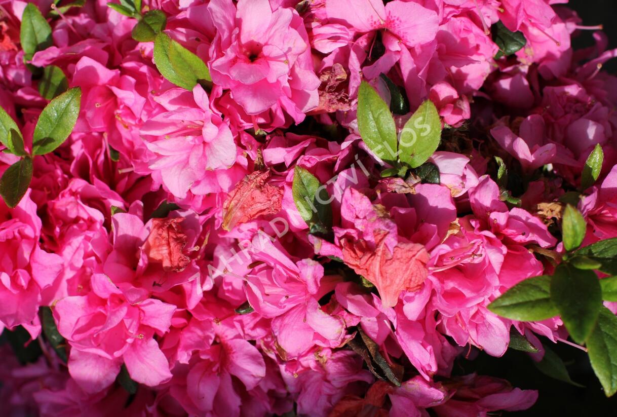 Azalka japonská 'Melina' - Azalea japonica 'Melina'