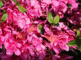 Azalka japonská 'Melina' - Azalea japonica 'Melina'