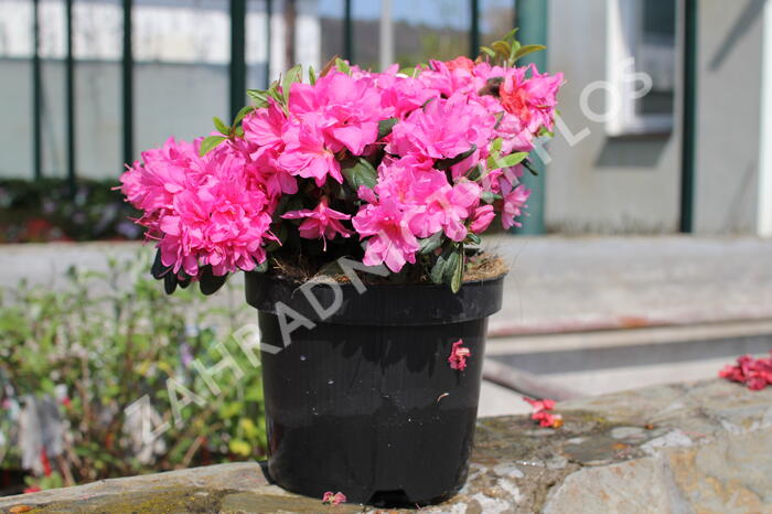 Azalka japonská 'Melina' - Azalea japonica 'Melina'