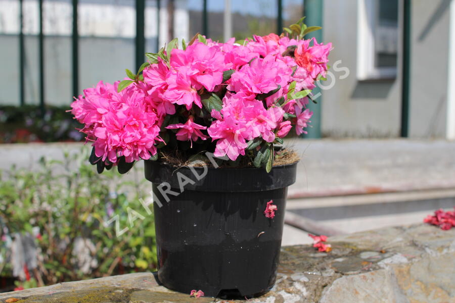 Azalka japonská 'Melina' - Azalea japonica 'Melina'