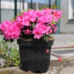 Azalka japonská 'Melina' - Azalea japonica 'Melina'