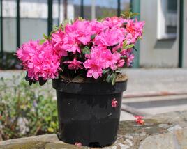Azalka japonská 'Melina'