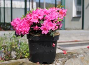 Azalka japonská 'Melina' - Azalea japonica 'Melina'