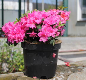 Azalka japonská 'Melina' - Azalea japonica 'Melina'