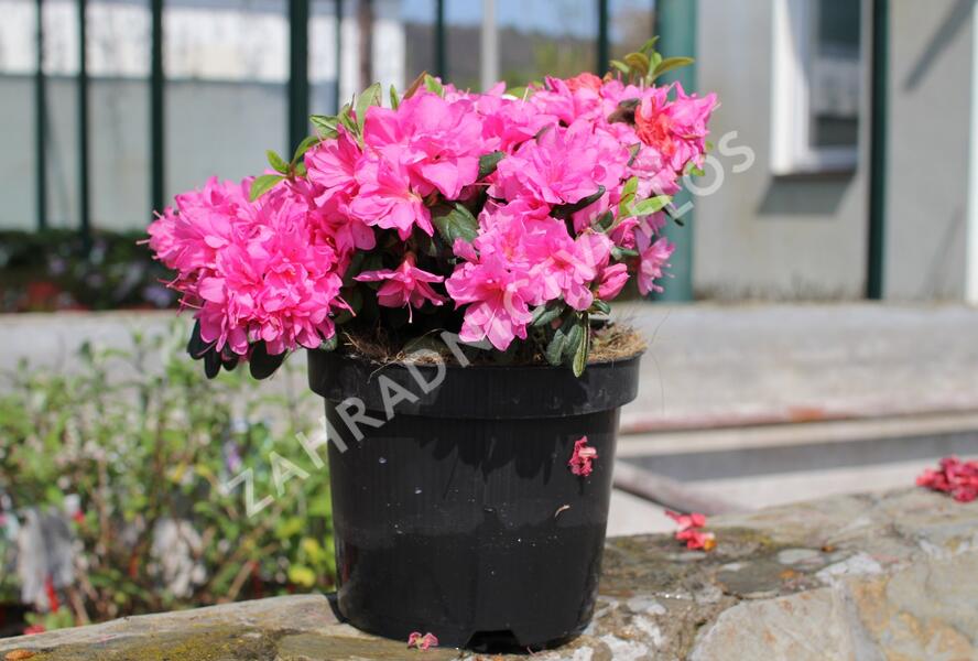 Azalka japonská 'Melina' - Azalea japonica 'Melina'