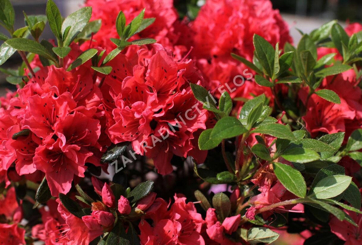 Azalka japonská 'Brilliant' - Azalea japonica 'Brilliant'