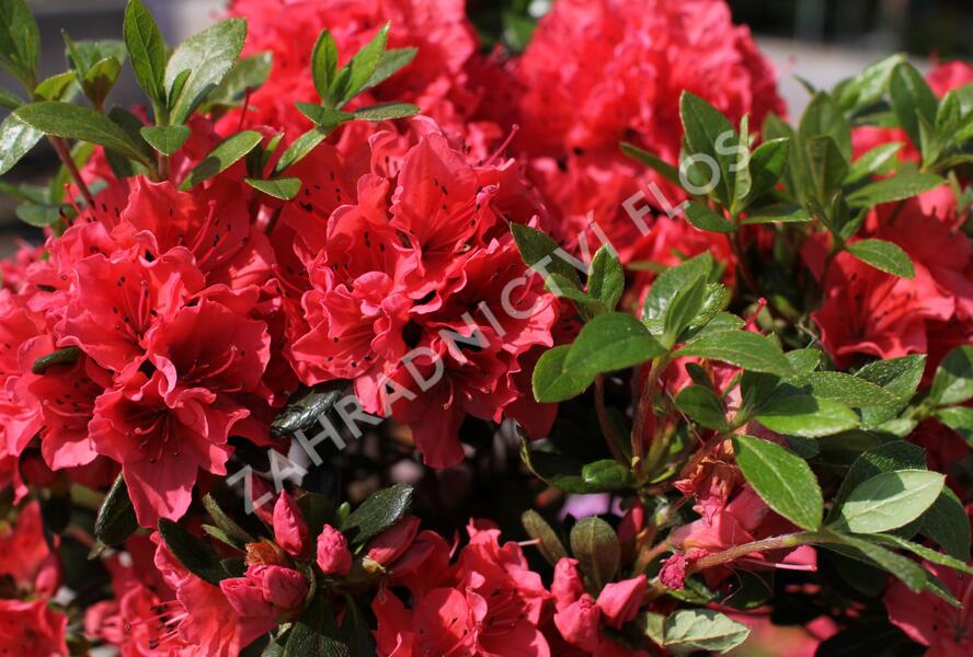 Azalka japonská 'Brilliant' - Azalea japonica 'Brilliant'