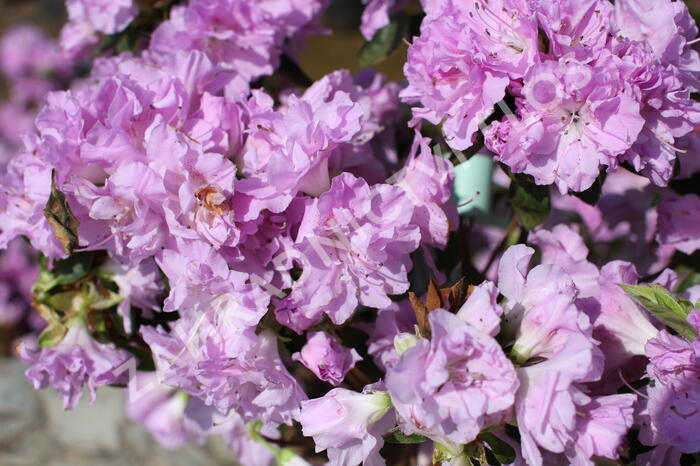 Azalka japonská 'Elsie Lee' - Azalea japonica 'Elsie Lee'