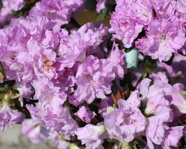 Azalka japonská 'Elsie Lee'