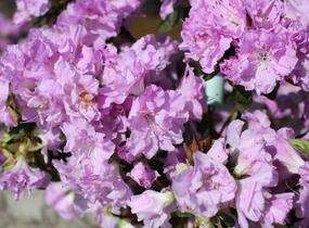 Azalka japonská 'Elsie Lee' - Azalea japonica 'Elsie Lee'