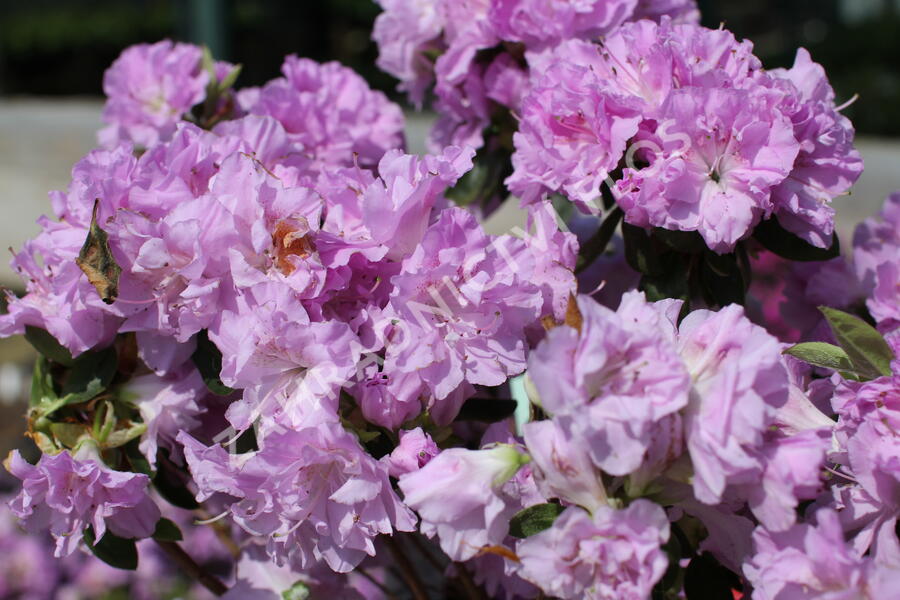 Azalka japonská 'Elsie Lee' - Azalea japonica 'Elsie Lee'