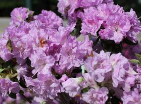 Azalka japonská 'Elsie Lee' - Azalea japonica 'Elsie Lee'