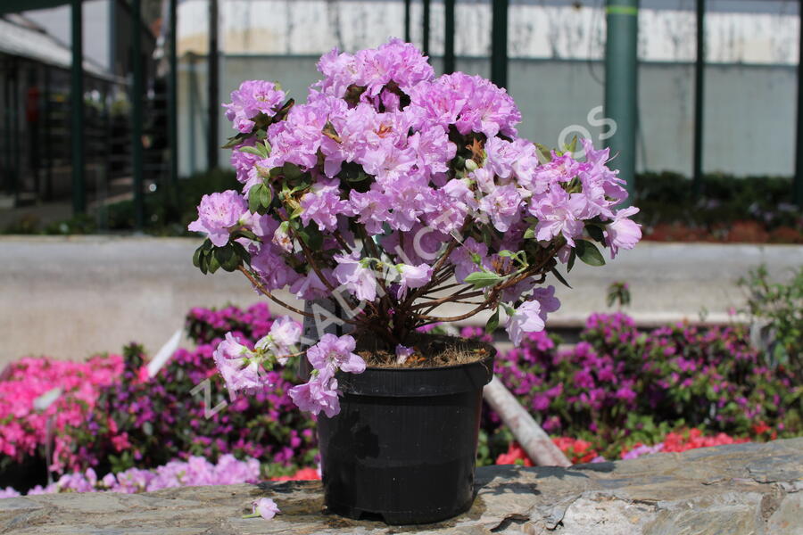 Azalka japonská 'Elsie Lee' - Azalea japonica 'Elsie Lee'