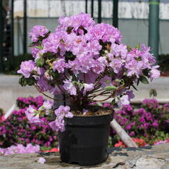 Azalka japonská 'Elsie Lee' - Azalea japonica 'Elsie Lee'