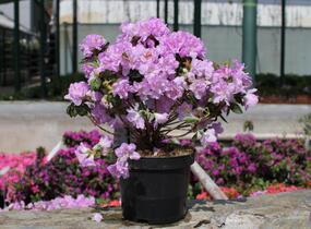 Azalka japonská 'Elsie Lee' - Azalea japonica 'Elsie Lee'