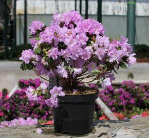 Azalka japonská 'Elsie Lee' - Azalea japonica 'Elsie Lee'