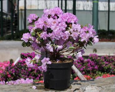 Azalka japonská 'Elsie Lee'