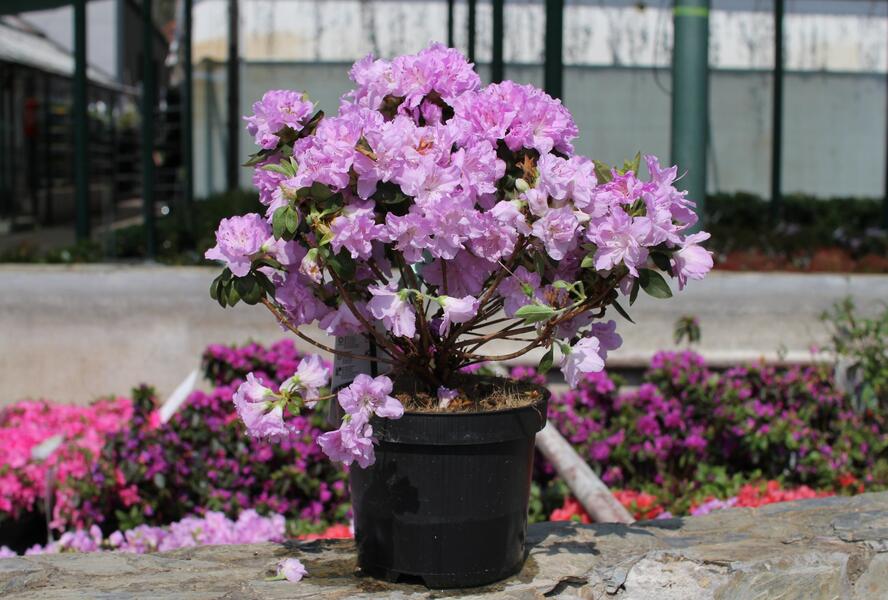 Azalka japonská 'Elsie Lee' - Azalea japonica 'Elsie Lee'