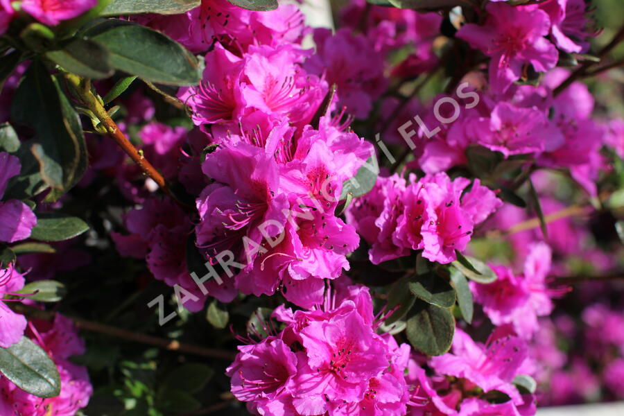 Azalka japonská 'Königstein' - Azalea japonica 'Königstein'