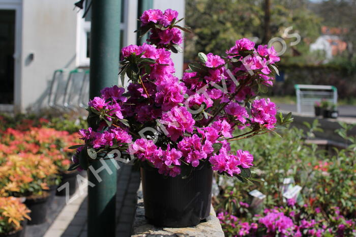 Azalka japonská 'Königstein' - Azalea japonica 'Königstein'