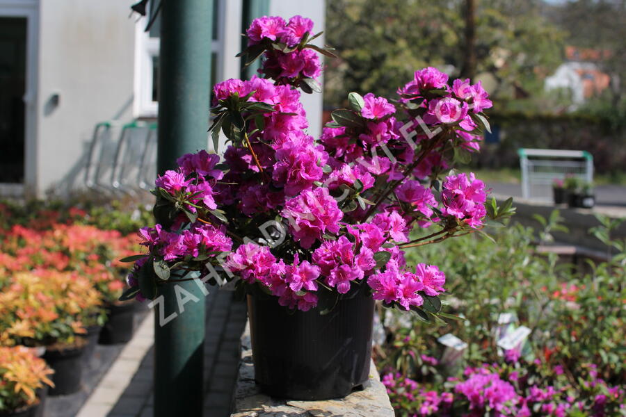 Azalka japonská 'Königstein' - Azalea japonica 'Königstein'