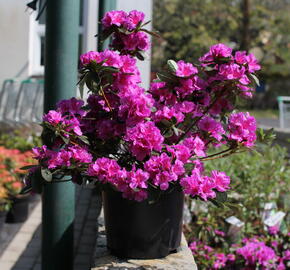 Azalka japonská 'Königstein' - Azalea japonica 'Königstein'