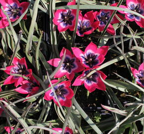 Tulipán nízký 'Little Beauty' - Tulipa humilis 'Little Beauty'
