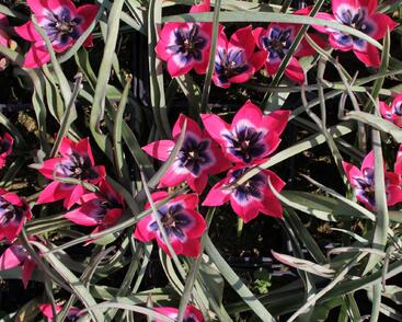 Tulipán botanický nízký 'Little Beauty'