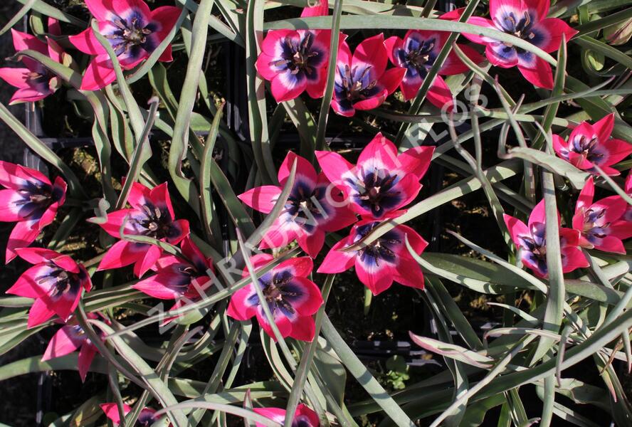 Tulipán botanický nízký 'Little Beauty' - Tulipa humilis 'Little Beauty'