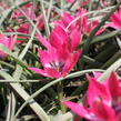 Tulipán 'Little Beauty' - Tulipa humilis 'Little Beauty'