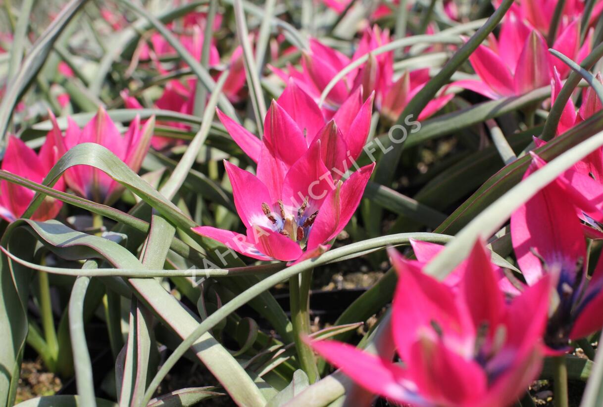 Tulipán botanický nízký 'Little Beauty' - Tulipa humilis 'Little Beauty'