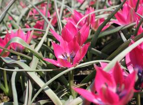 Tulipán botanický nízký 'Little Beauty' - Tulipa humilis 'Little Beauty'