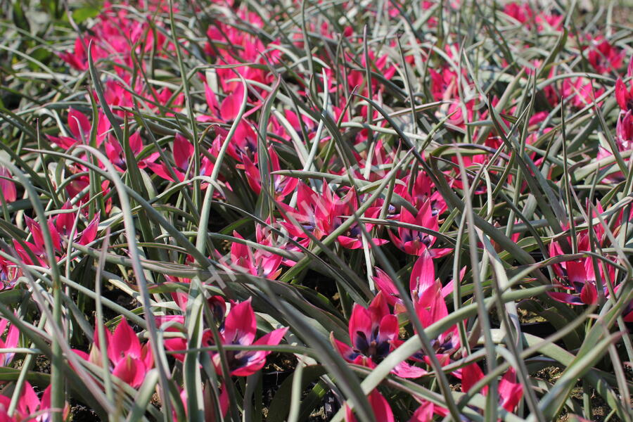 Tulipán nízký 'Little Beauty' - Tulipa humilis 'Little Beauty'