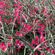 Tulipán 'Little Beauty' - Tulipa humilis 'Little Beauty'