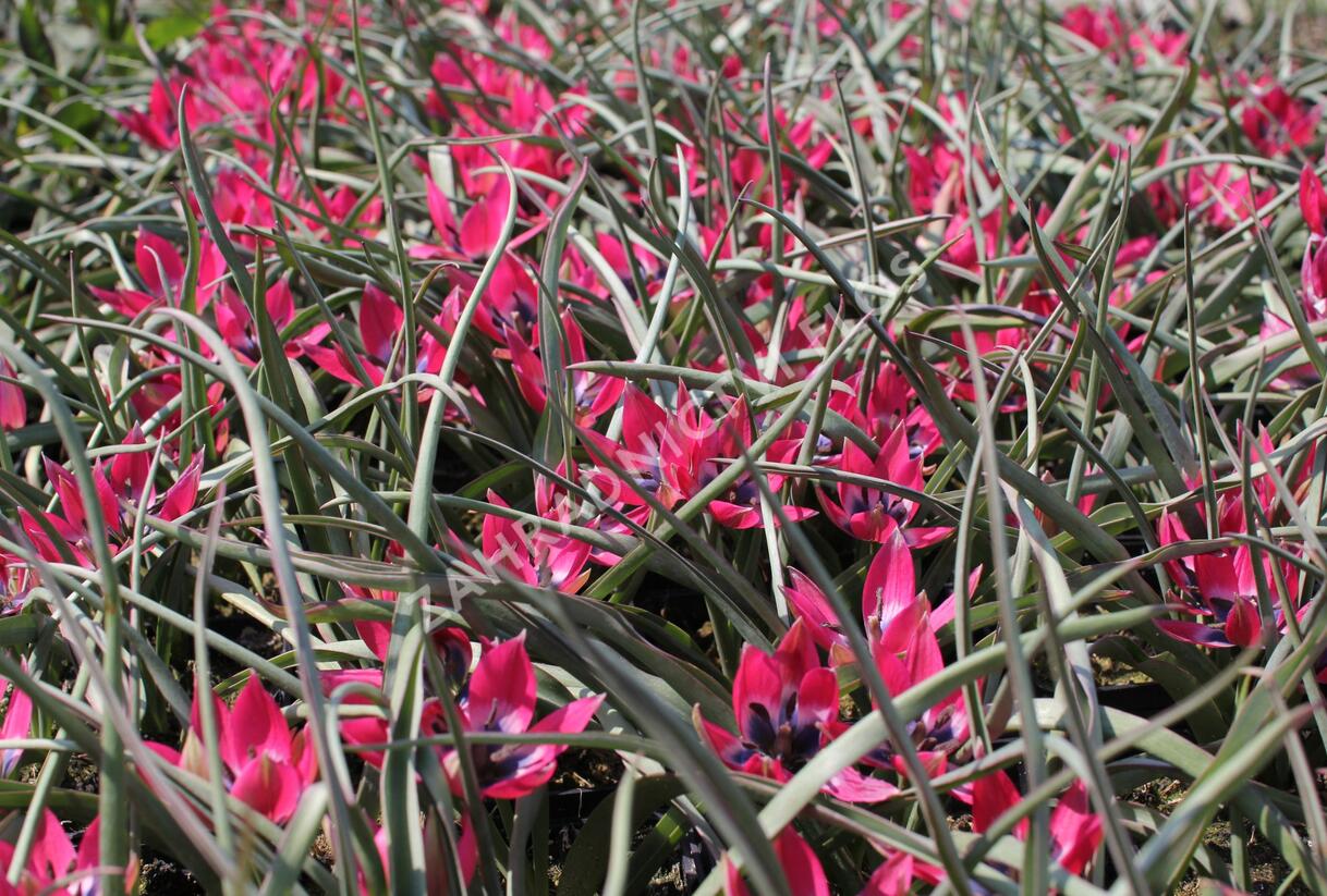 Tulipán botanický nízký 'Little Beauty' - Tulipa humilis 'Little Beauty'