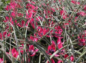 Tulipán botanický nízký 'Little Beauty' - Tulipa humilis 'Little Beauty'