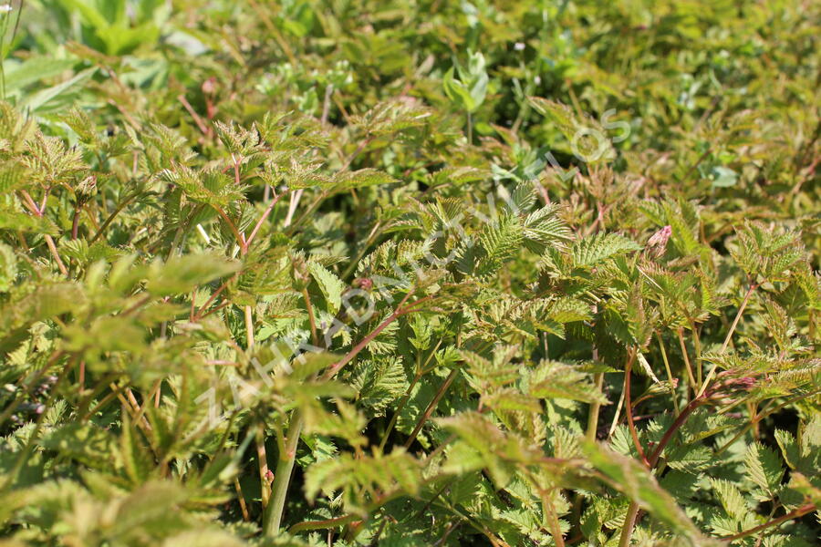 Udatna 'Misty Lace' - Aruncus hybrida 'Misty Lace'