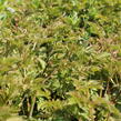 Udatna 'Misty Lace' - Aruncus hybrida 'Misty Lace'