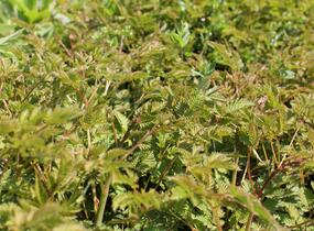 Udatna 'Misty Lace' - Aruncus hybrida 'Misty Lace'