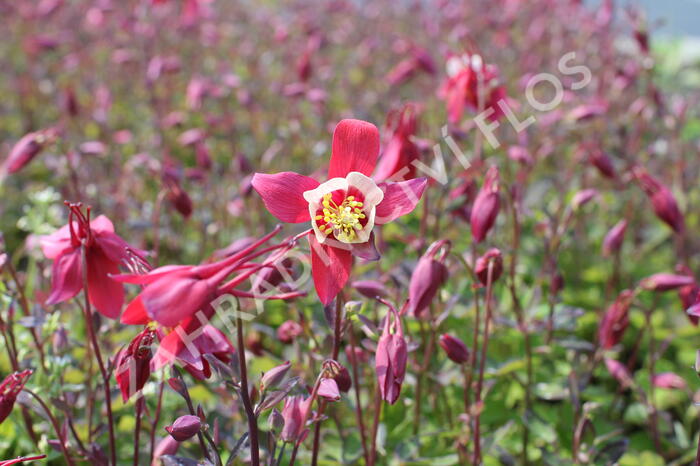 Orlíček 'Kirigami Red & White' - Aquilegia caerulea 'Kirigami Red & White'
