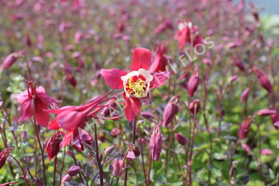 Orlíček 'Kirigami Red & White' - Aquilegia caerulea 'Kirigami Red & White'