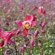 Orlíček 'Kirigami Red & White' - Aquilegia caerulea 'Kirigami Red & White'